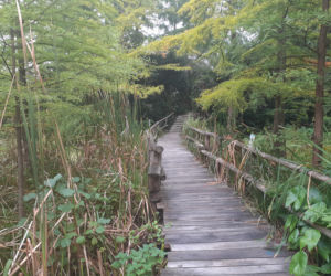 Arboretum Bolestraszyce