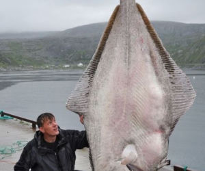Halibut