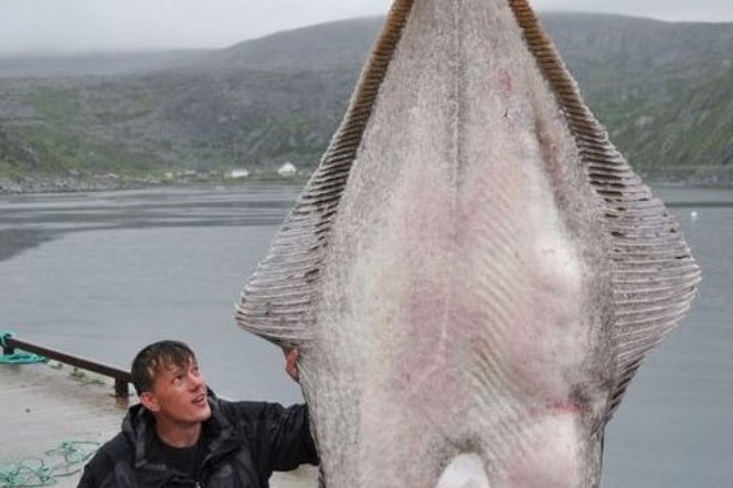 Halibut