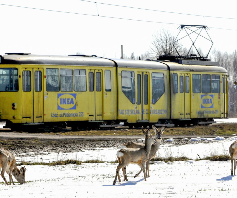 Wraca najdłuższa linia tramwajowa w Polsce?  Radni dali zielone światło