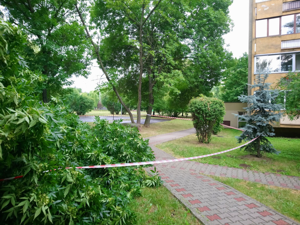 Drzewo runęło na blok i chodnik w Krakowie