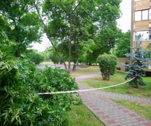 Drzewo runęło na blok i chodnik w Krakowie