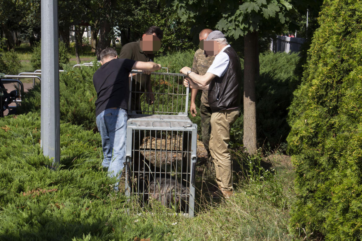 Dzik wszedł na teren szkoły podstawowej. Leśnicy wkroczyli do akcji