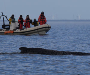 Humbak utknął u północnych wybrzeży Niemiec