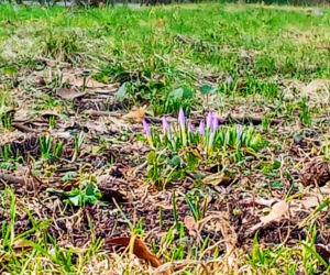 Pierwsze krokusy na Jasnych Błoniach w Szczecinie