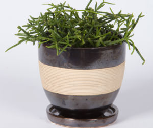 Rhipsalis