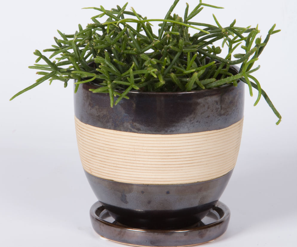 Rhipsalis