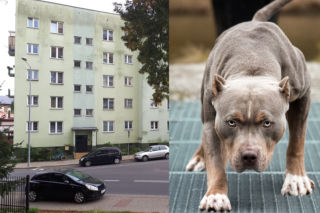 Przemyśl: Chłopiec pogryziony przez amstaffa nie żyje. Zmarł w szpitalu w Katowicach!