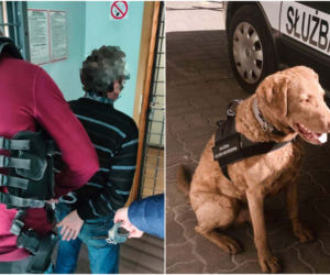 Płock. Sprawcy napadu na konwojenta zatrzymani! Policji pomógł pies Adso