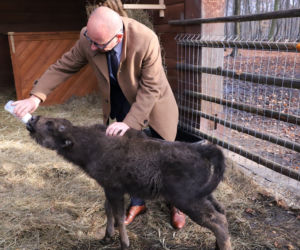 Mały żubr z Pszczyny został odrzucony przez stado. Zamieszkał więc... z owieczką