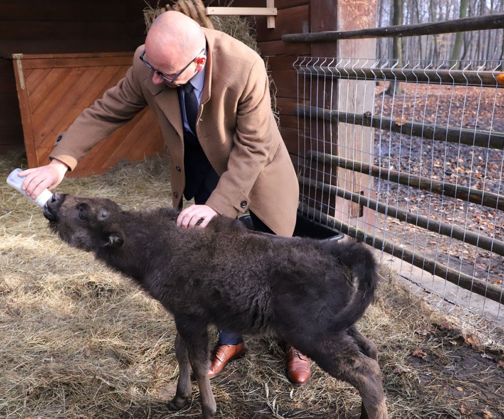 Mały żubr z Pszczyny został odrzucony przez stado. Zamieszkał więc... z owieczką