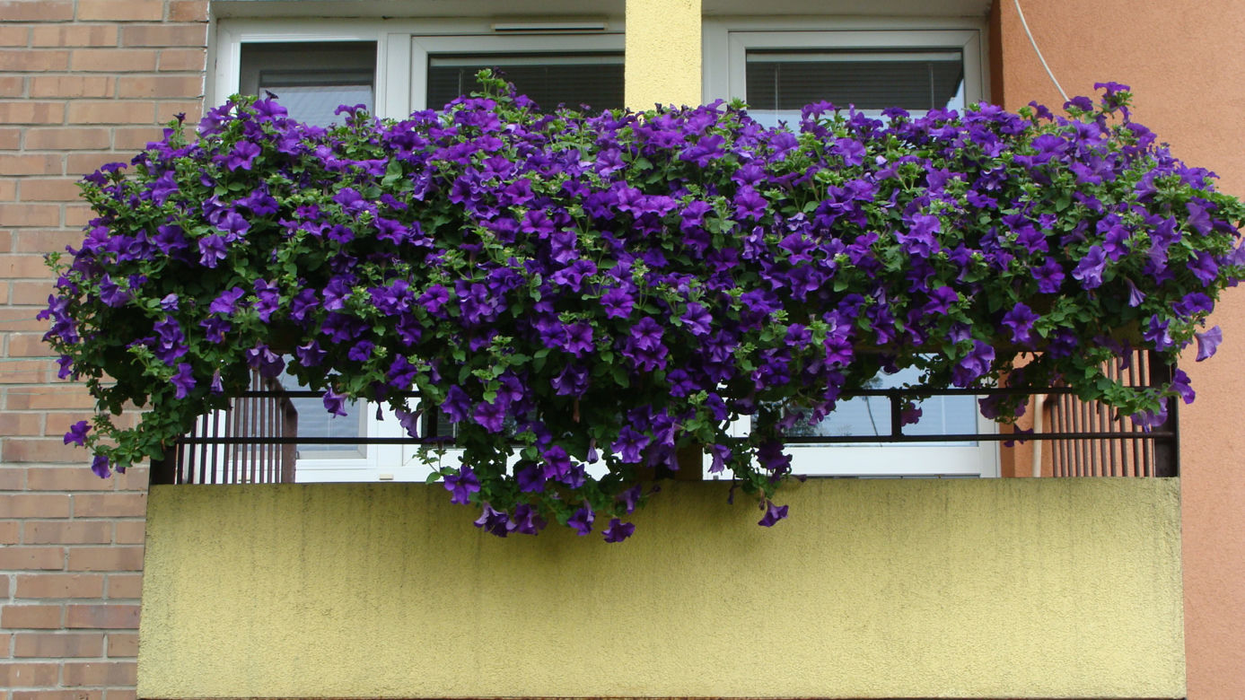 Najpiękniejsze balkony w Starachowicach