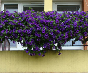 Najpiękniejsze balkony w Starachowicach