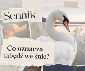 Łabędź w senniku. Co oznacza sen o łabędziu
