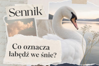 Łabędź w senniku. Co oznacza sen o łabędziu