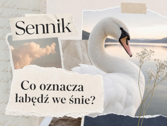 Łabędź w senniku. Co oznacza sen o łabędziu