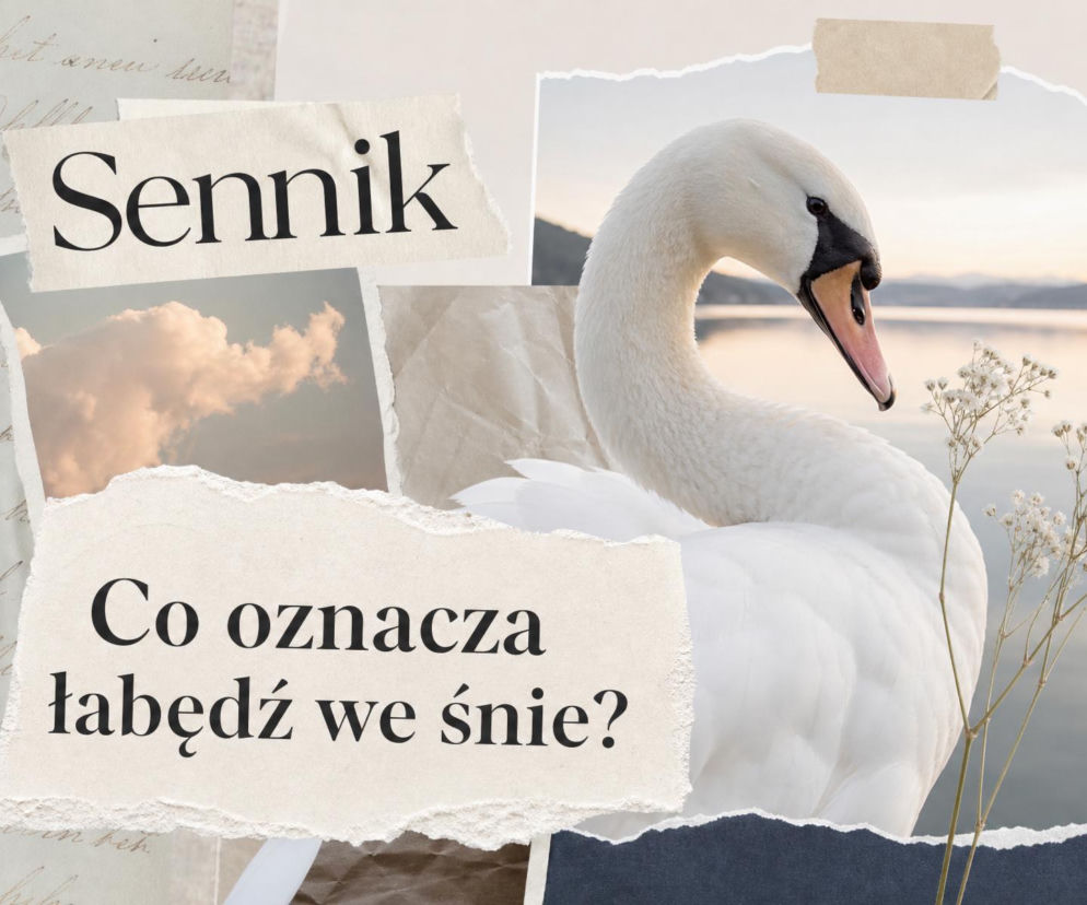 Biały łabędź na wodzie przy brzegu. Obok napis sennik. O znaczeniu snu o łabędziu przeczytasz na SE.