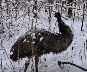 Emu spacerowało po lesie pod Garwolinem! Nagranie hitem sieci