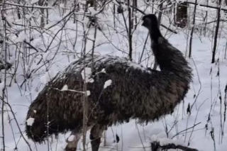 Emu spacerowało po lesie pod Garwolinem! Nagranie hitem sieci