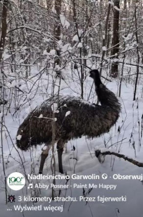 Emu spacerowało po lesie pod Garwolinem! Nagranie hitem sieci
