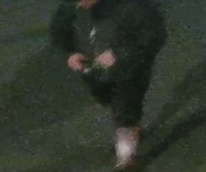 Policja poszukuje go za rozbój. Rozpoznajesz tego mężczyznę?