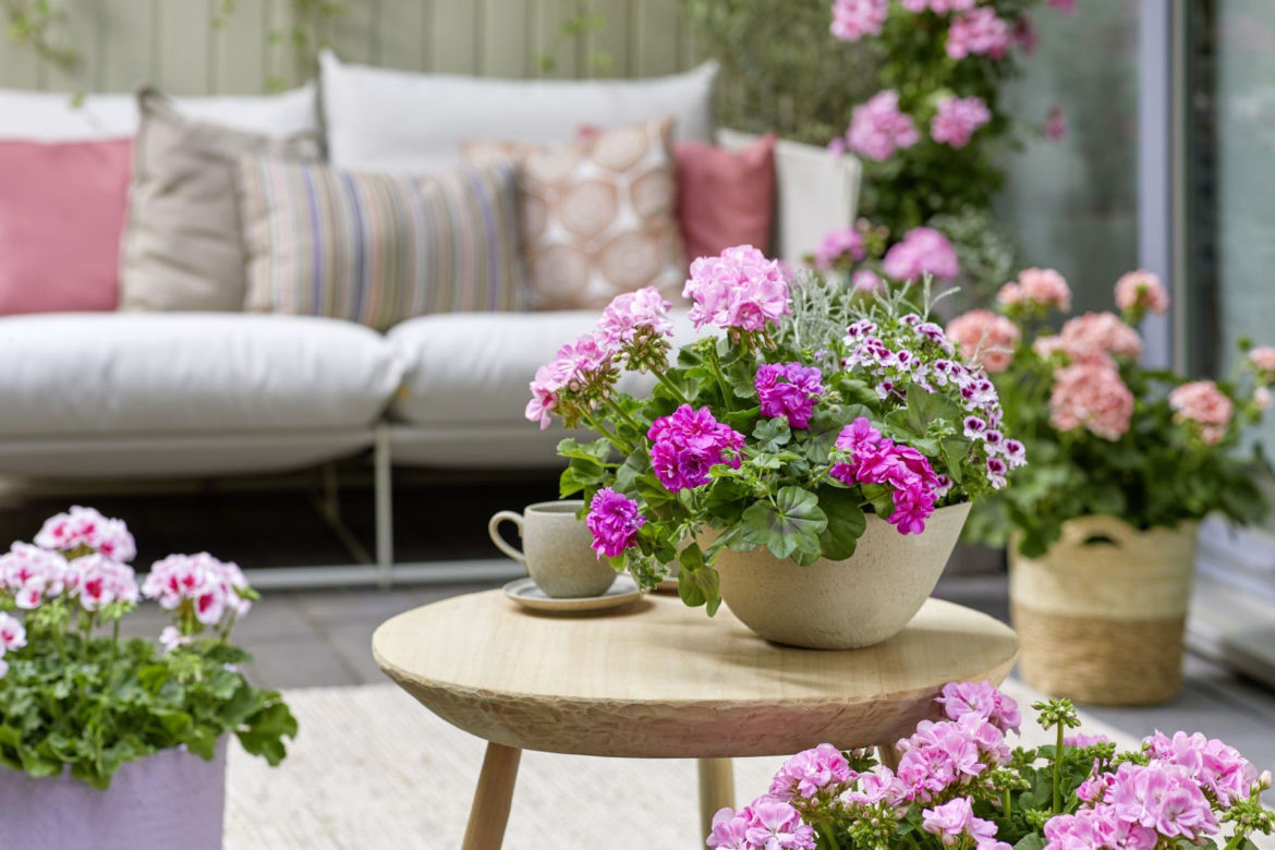 Pelargonie na tarasie