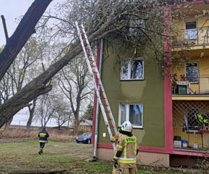 Interwencje Strażaków przy likwidacji szkód spowodowanych przez gwałtowny wiatr i burze
