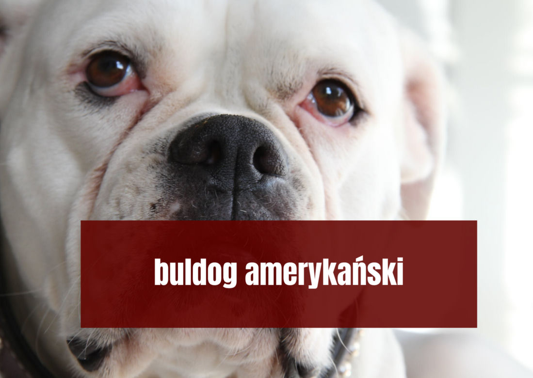 Na te psy musisz mieć zezwolenie! Zobacz listę najgroźniejszych ras w Polsce