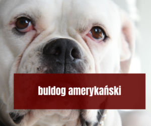 Na te psy musisz mieć zezwolenie! Zobacz listę najgroźniejszych ras w Polsce