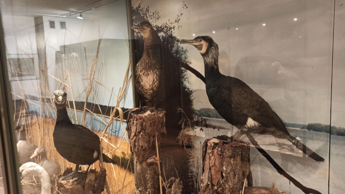 Muzeum Przyrody w Olsztynie. Poznajcie faunę oraz florę Warmii i Mazur