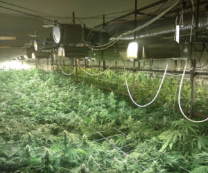 Marihuana zamiast pieczarek! Potężna plantacja w Lubelskiem