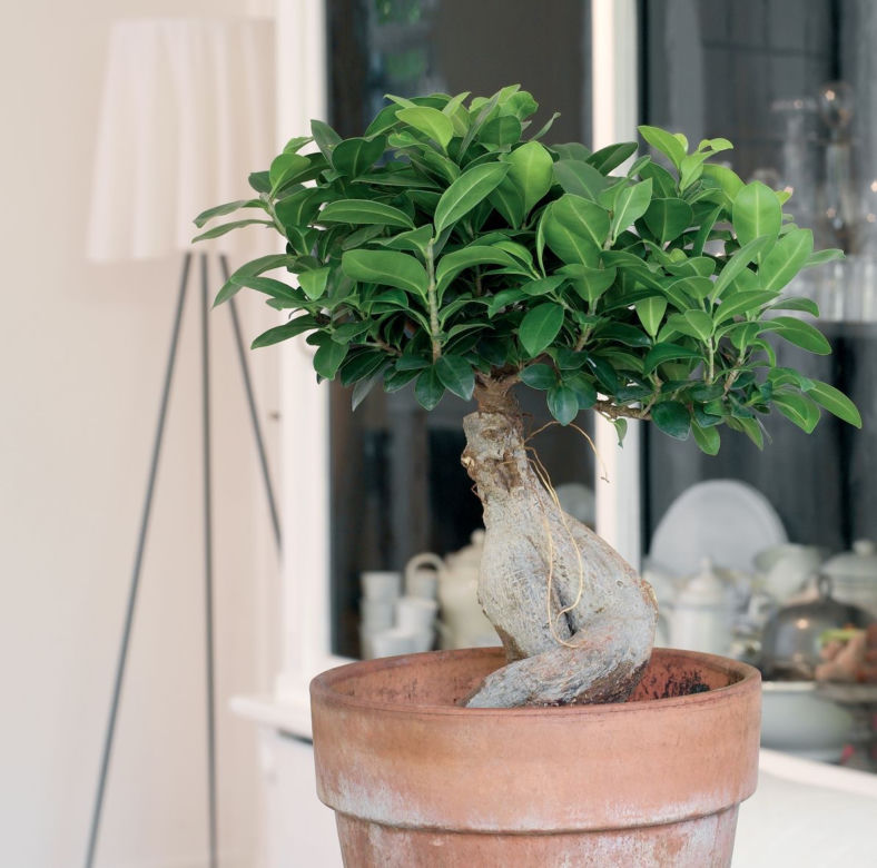 Bonsai Ficus Ginseng