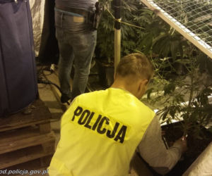 Wielka plantacja marihuany w Tuszynie pod Łodzią!