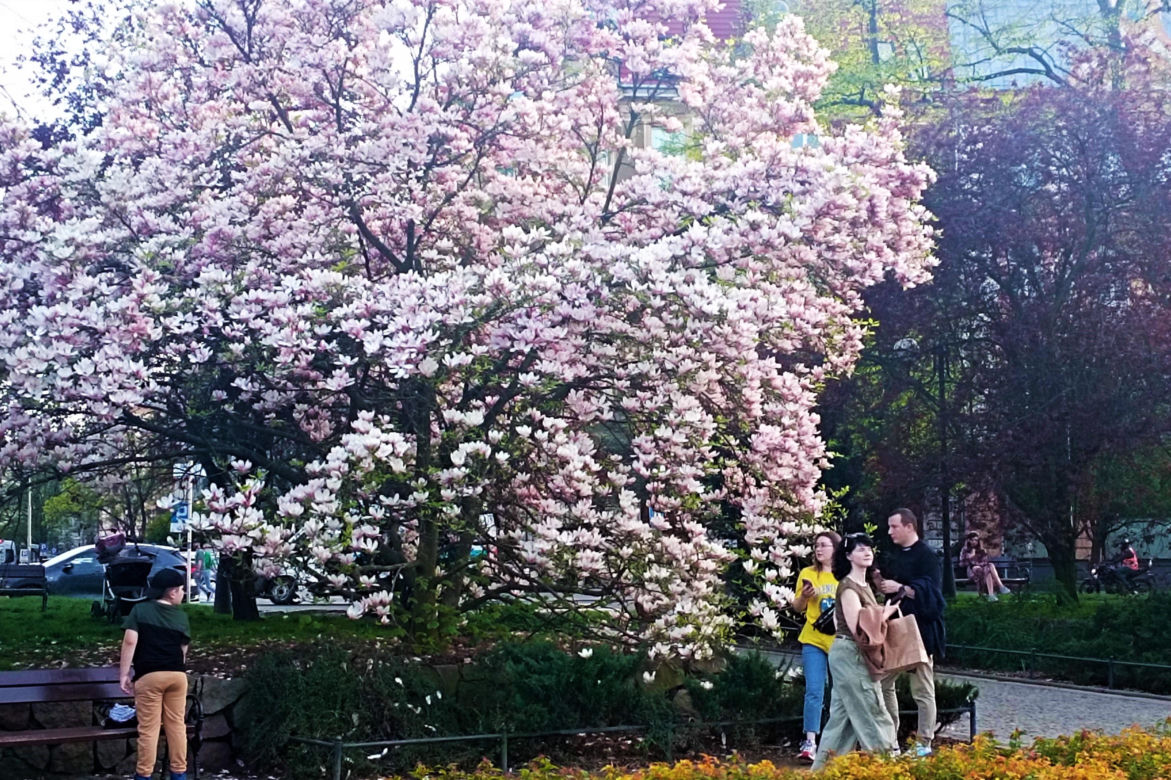 Magnolie w Szczecinie