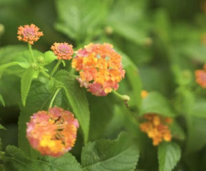 Własne sadzonki. Lantana