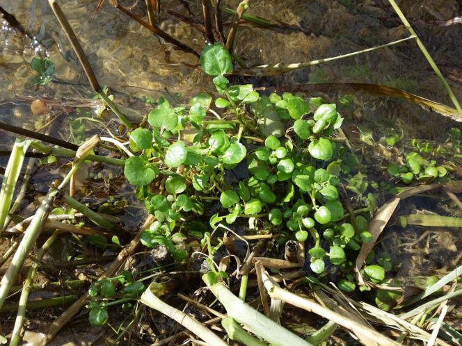 Nie awokado ani jarmuż. Naukowcy wskazali najzdrowsze warzywo no świecie. Polacy wciąż rzadko po nie sięgają