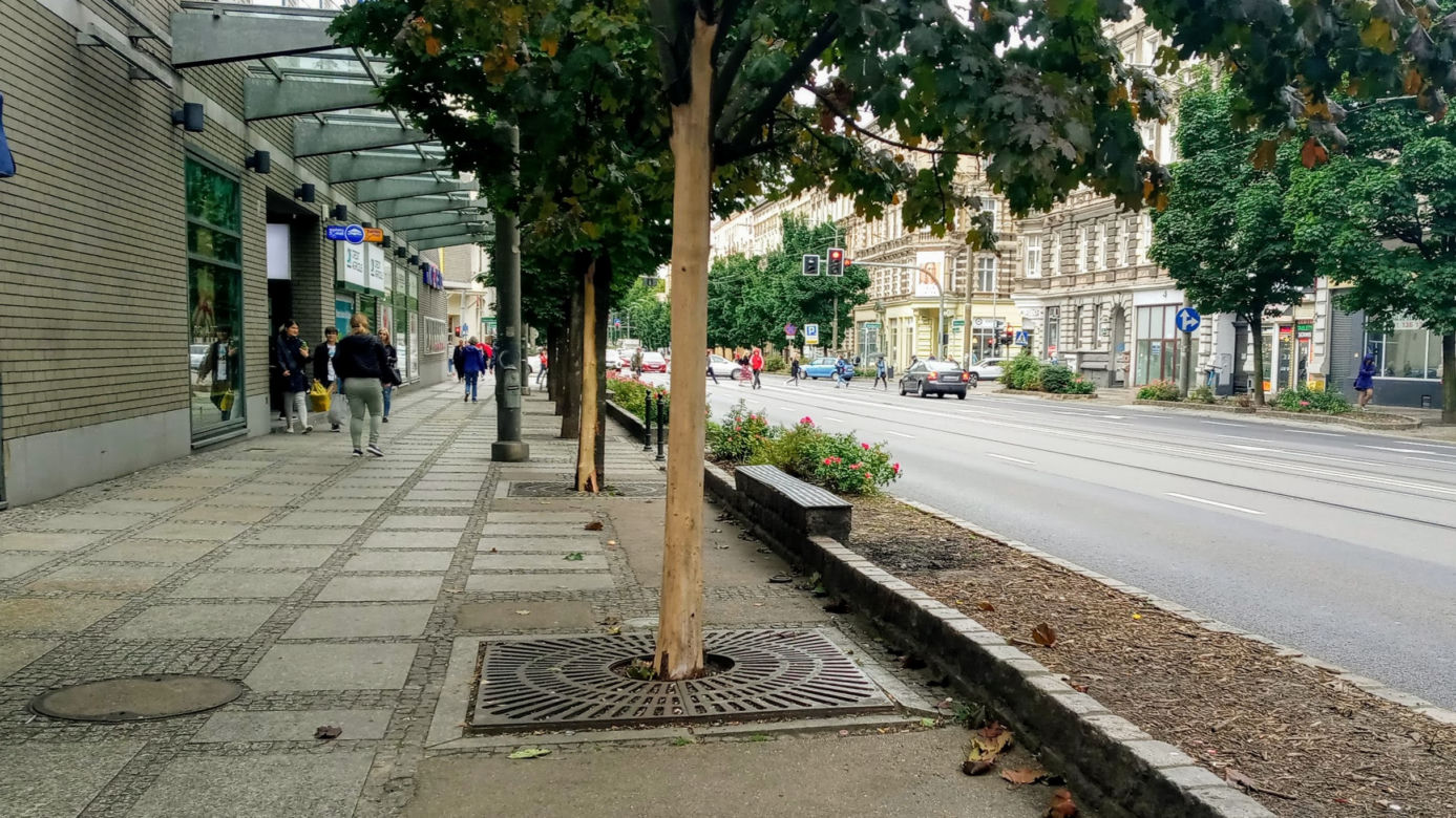 Ktoś celowo okalecza drzewa w centrum Szczecina