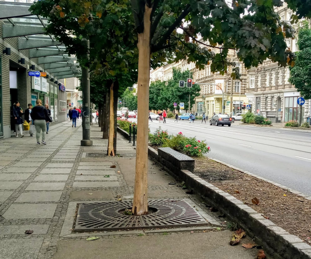 Ktoś celowo okalecza drzewa w centrum Szczecina