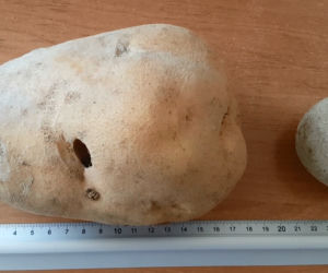 Ziemniak gigant z Małopolski