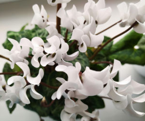 Cyklamen/fiołek alpejski