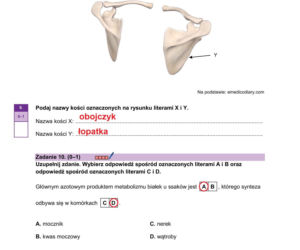 Matura 2026 biologia ROZSZERZONA: Arkusze CKE i odpowiedzi - sprawdź, czy zdałeś! 8.05.2026