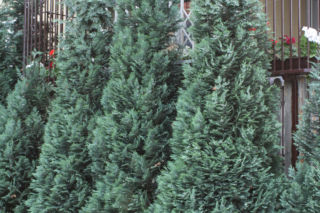 Cyprysik Lawsona ‘Alumii’  - Chamaecyparis lawsoniana ‘Alumii’ 