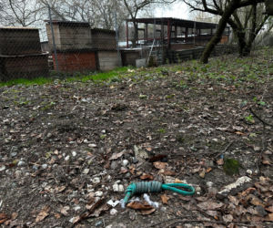 Zabrali dzieciom psa jak rzecz