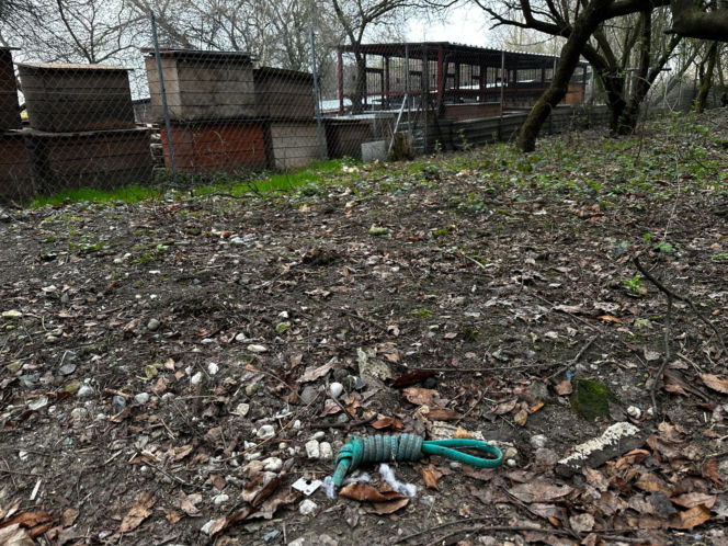 Zabrali dzieciom psa jak rzecz