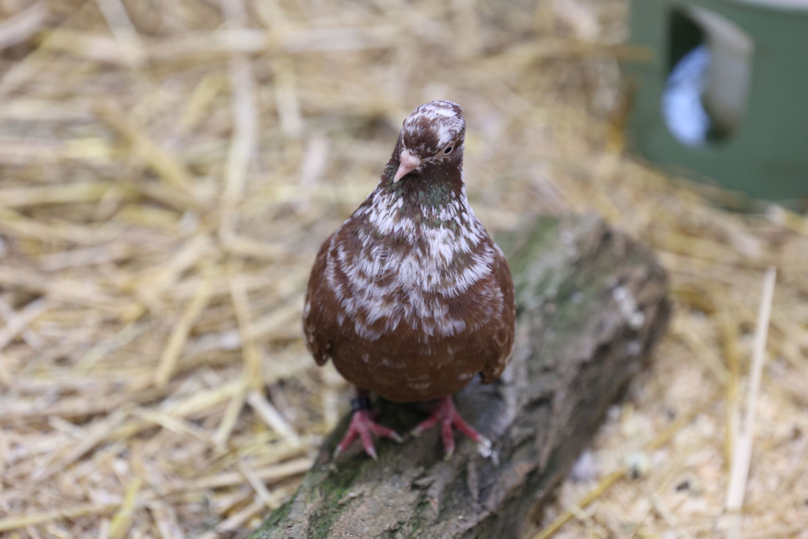 ZooPark 2023 w Lublinie przyciągnął tłumy!