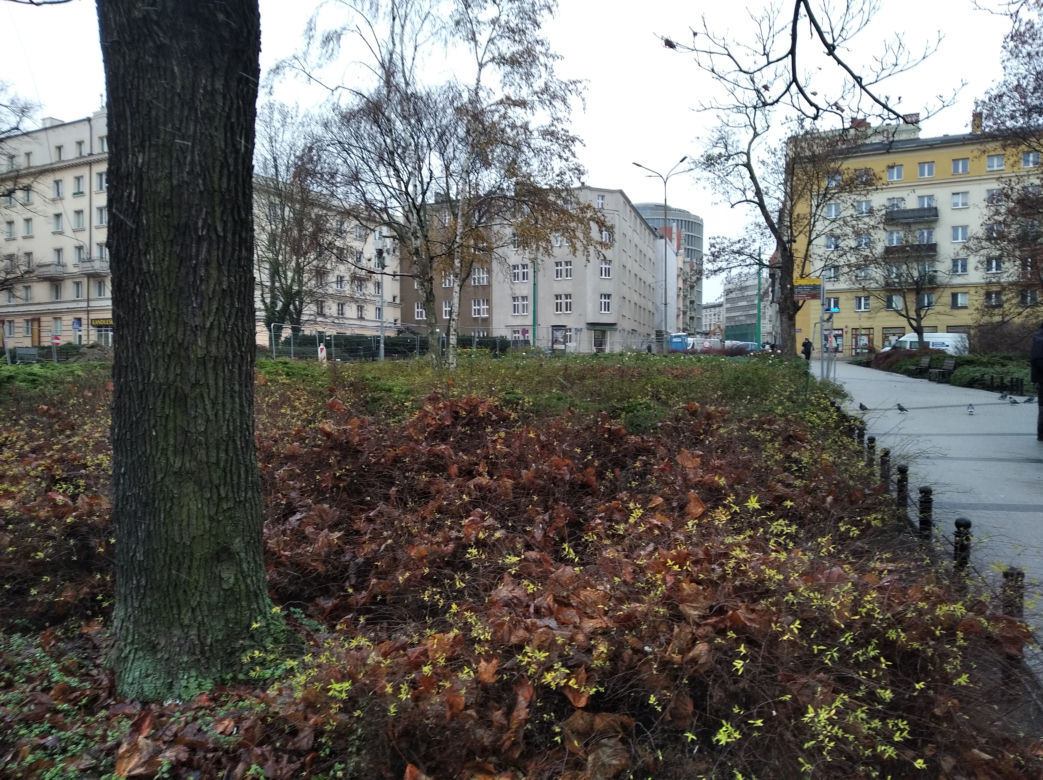 Szczury na placu Ratajskiego w Poznaniu