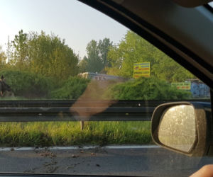 Łoś zablokował ruch na DK 94! Zwierzę stało między barierkami [ZDJĘCIA]