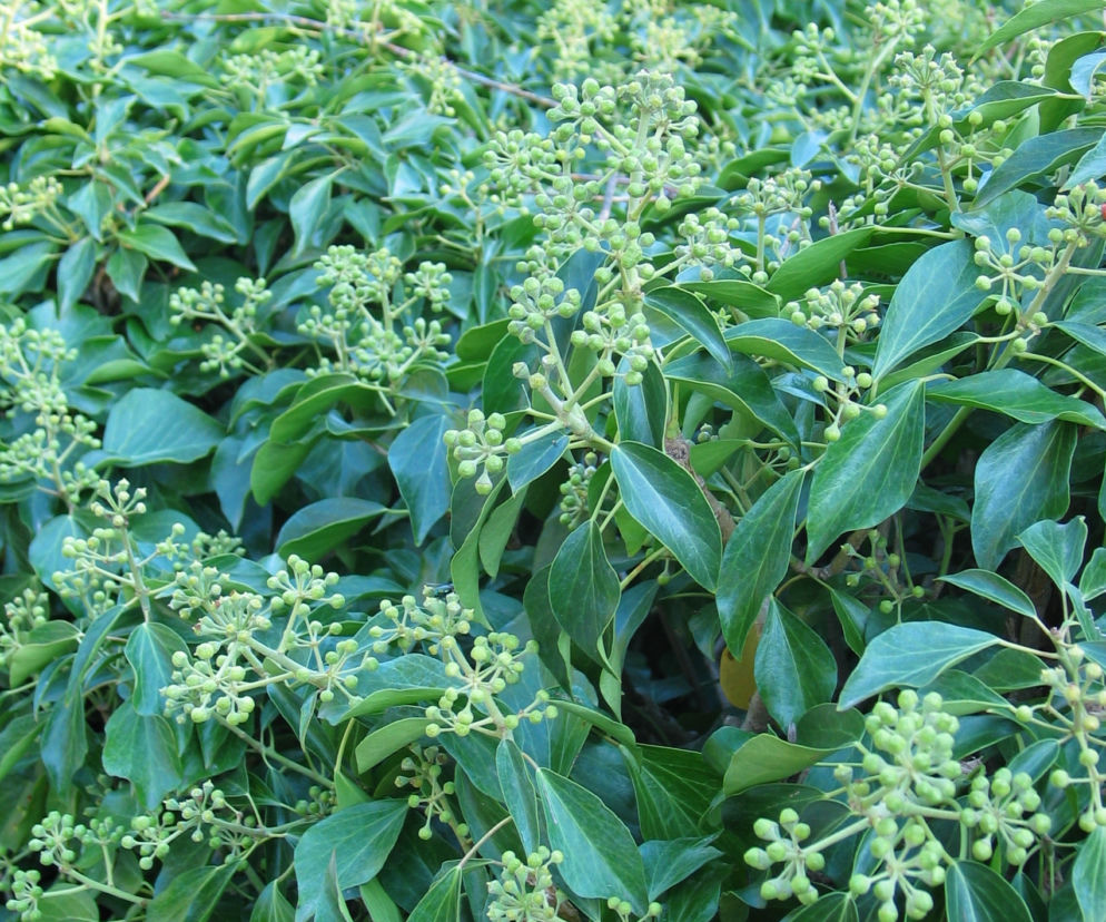 Bluszcz pospolity 'Arborescens'
