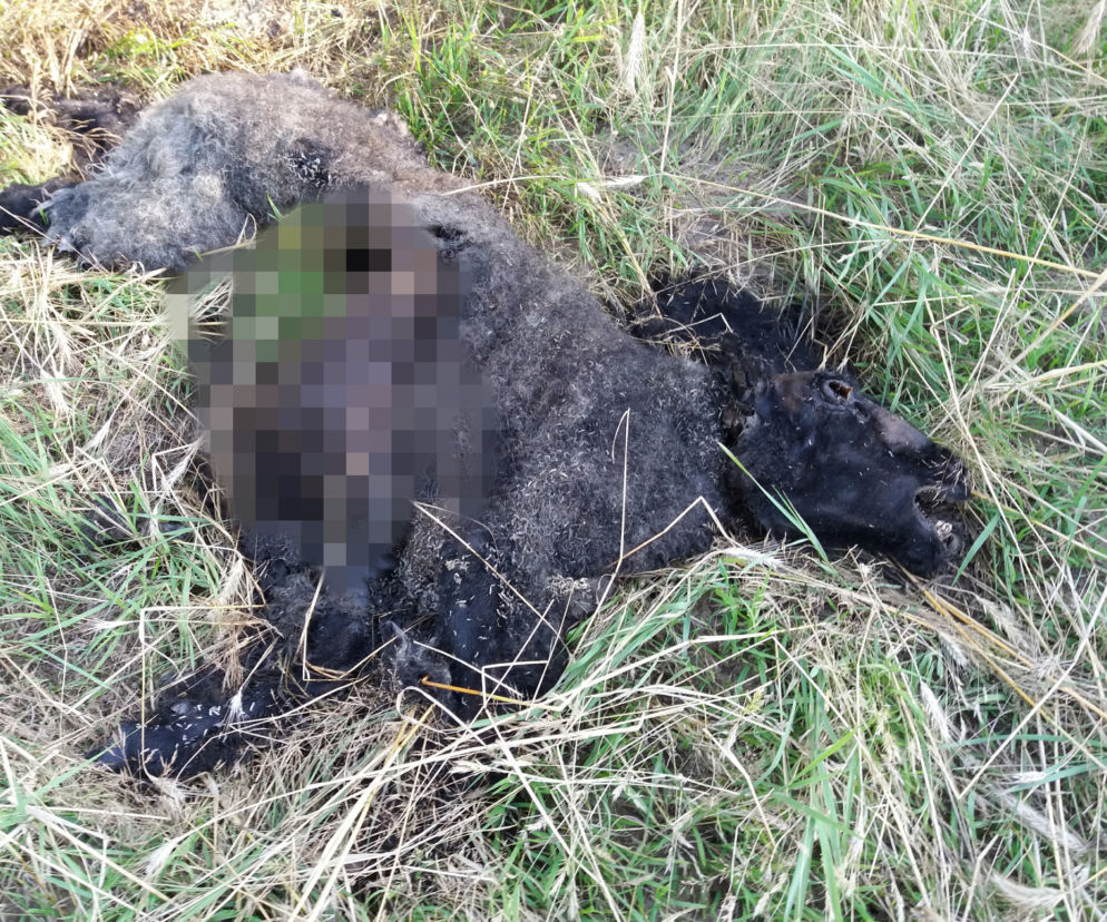 Wilki atakują w Lubuskiem