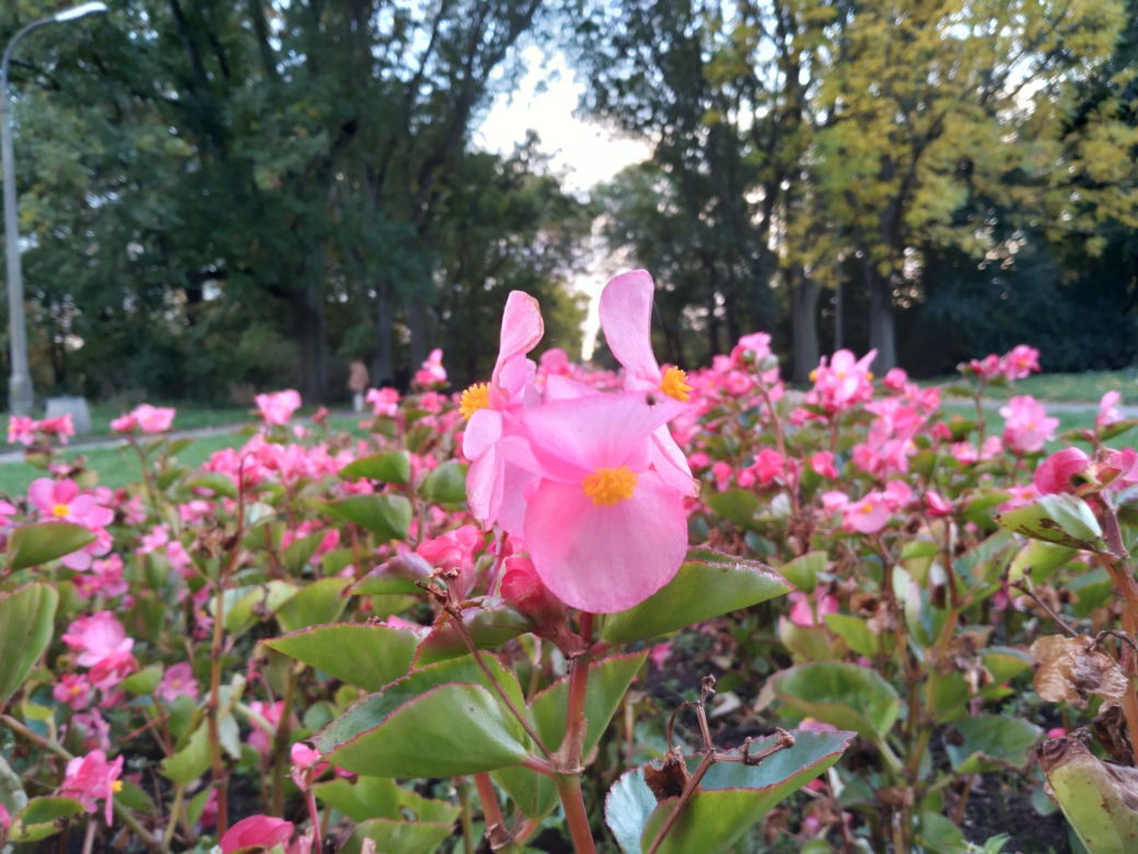 Park Skaryszewski